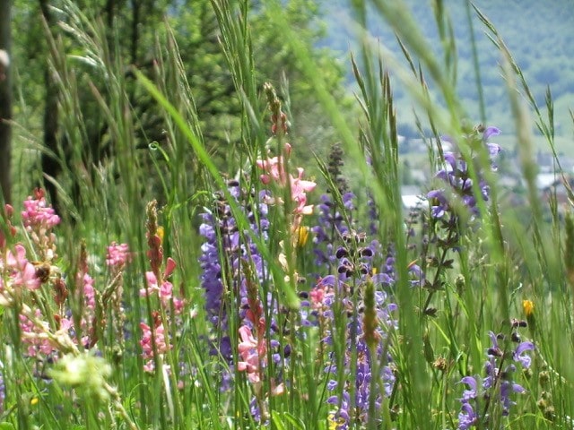 Flore alpine : diversité, espèces menacées et pâturages