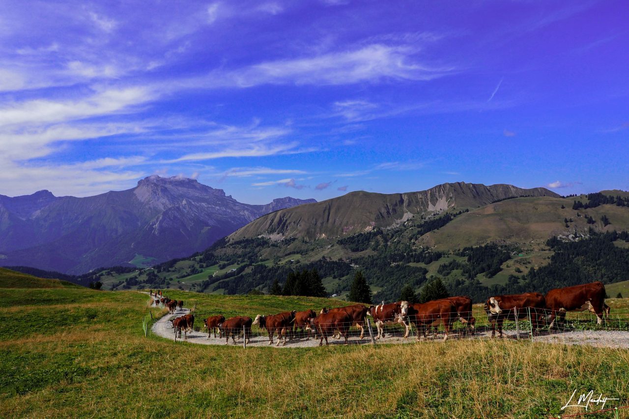 La transhumance, une activité pastorale ancestrale