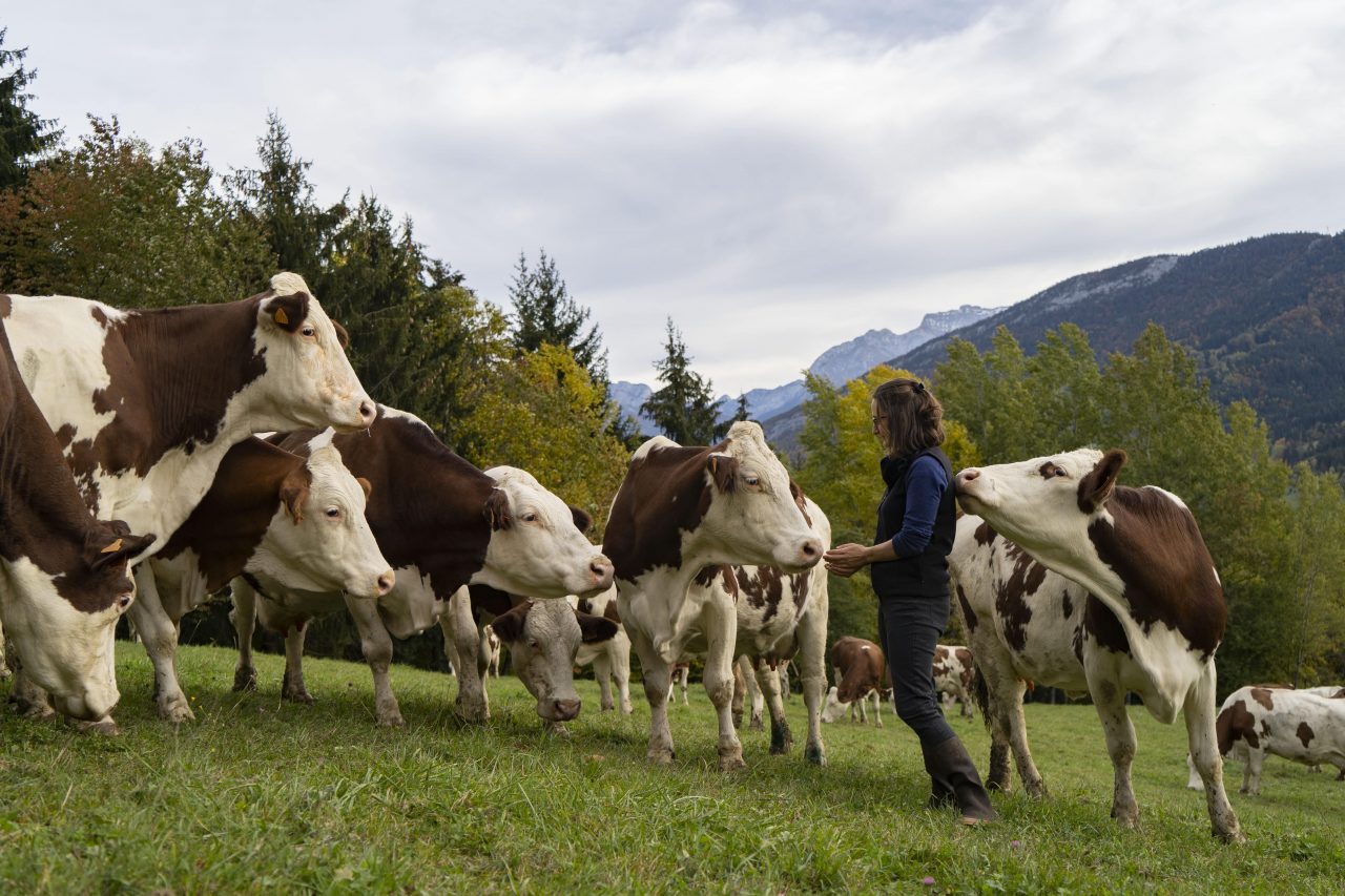 Les producteurs laitiers