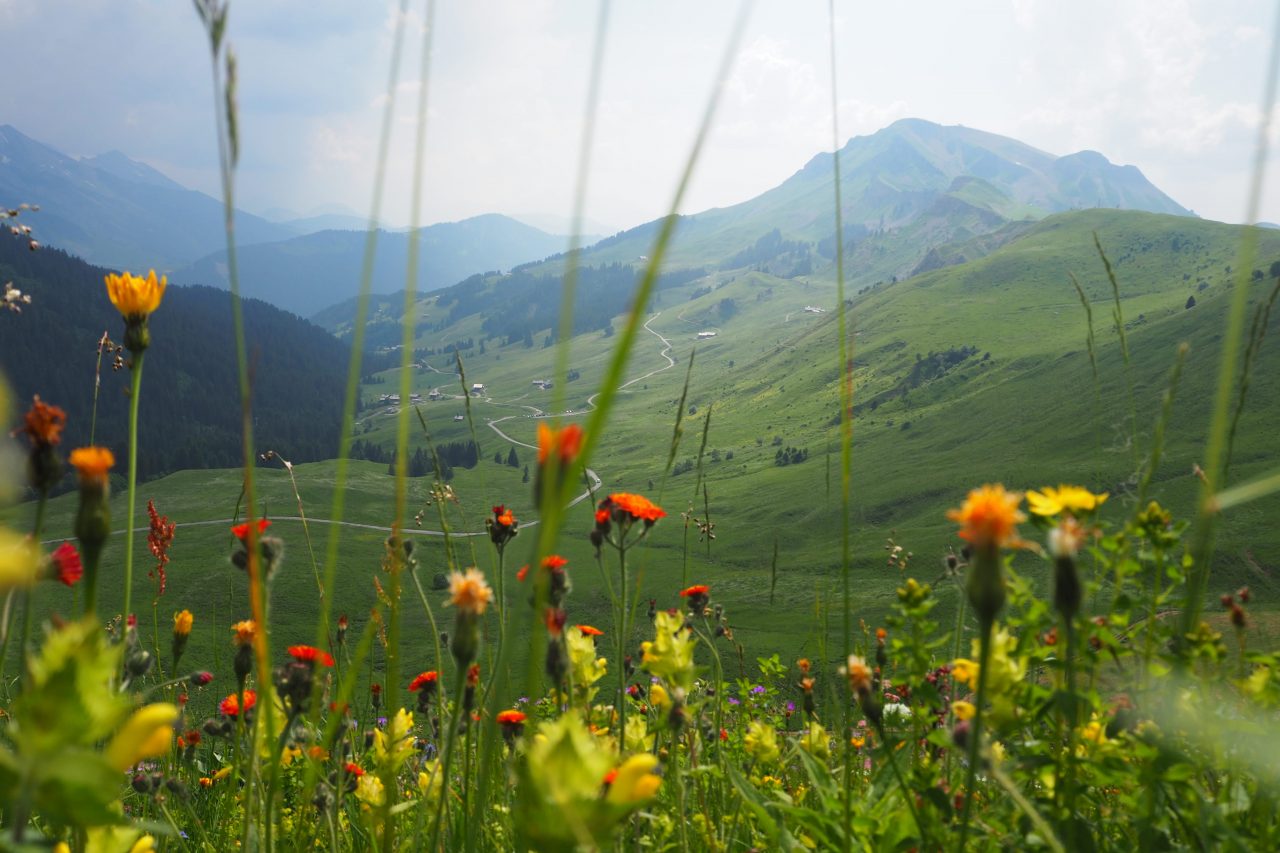 Le patois savoyard, signature orale de la montagne