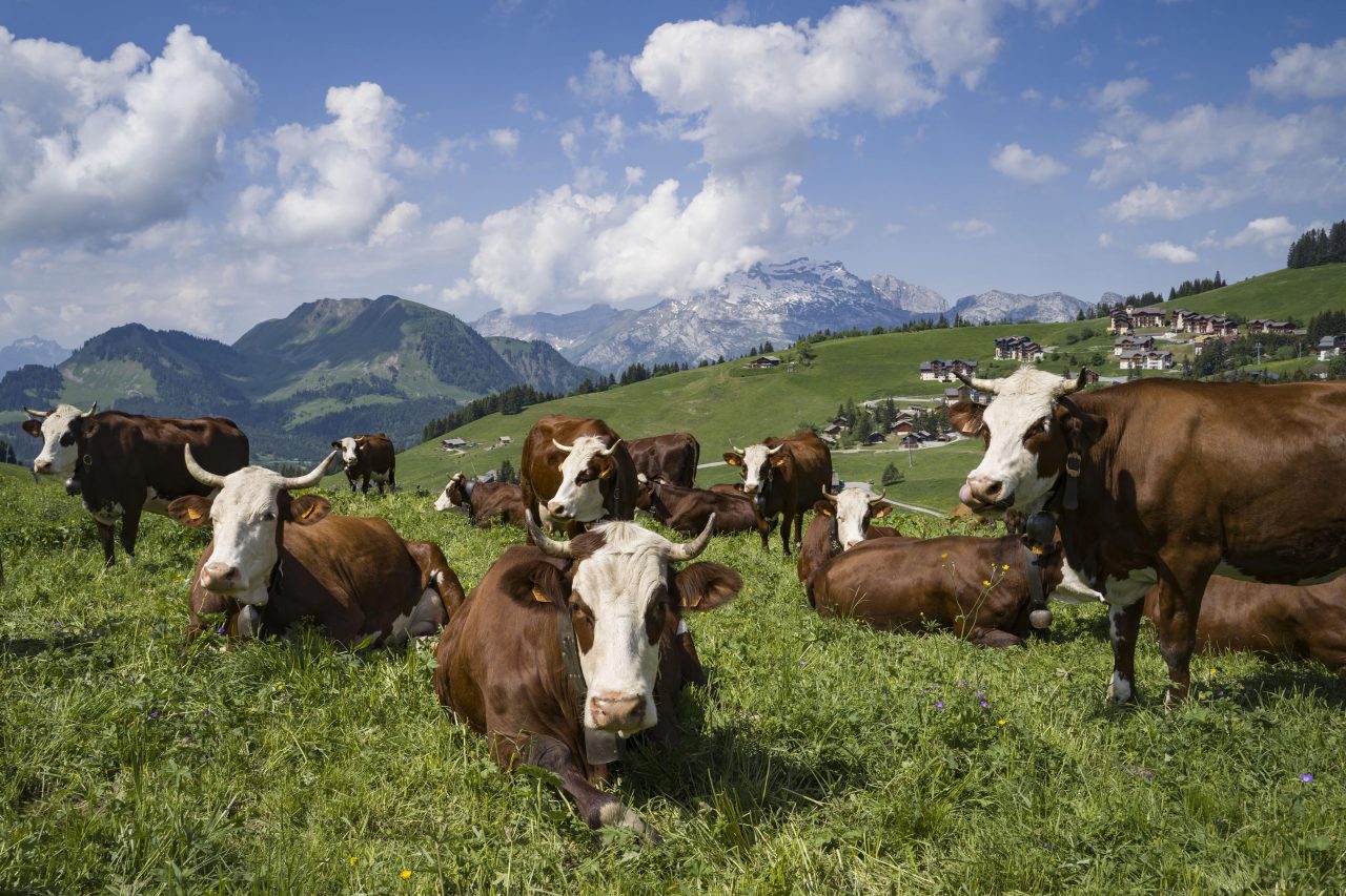 La sécheresse et ses impacts sur la filière laitière et fromagère.